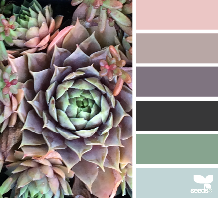 succulent hues