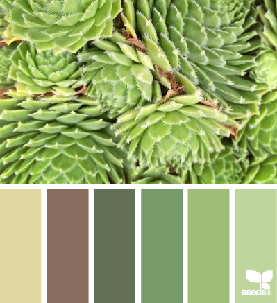 succulent hues