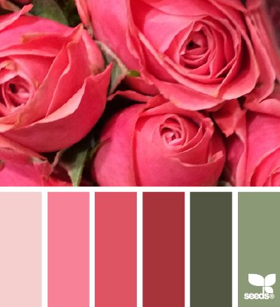 rose palette