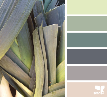 color leek