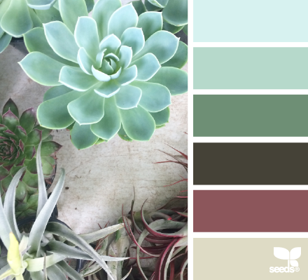 succulent hues