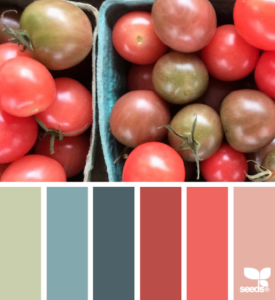 tomato hues