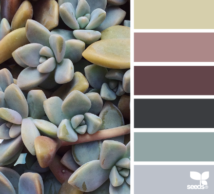 succulent hues