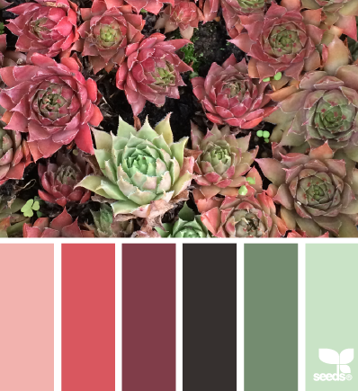 succulent hues