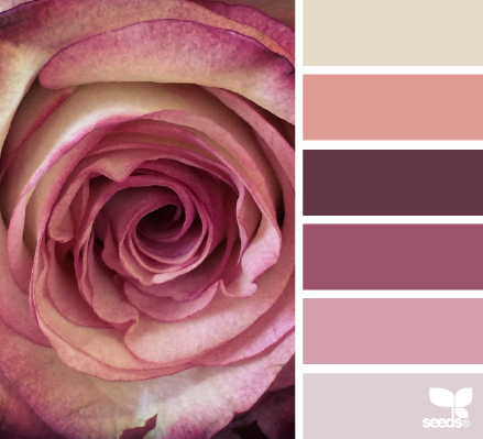 rose hues