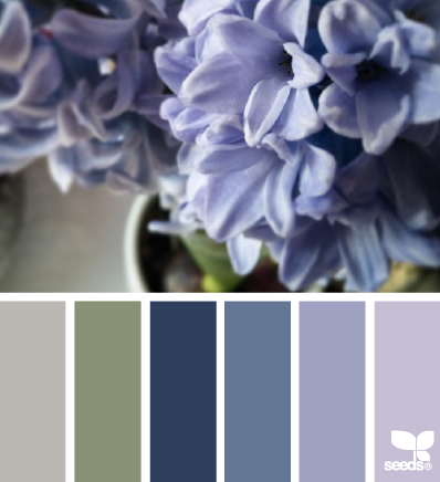 hyacinth hues