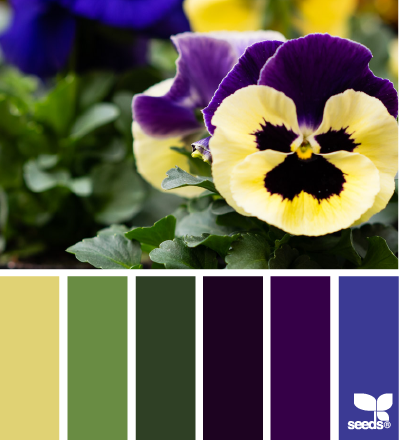 pansy palette