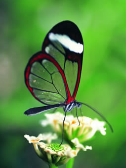 漂亮蝴蝶