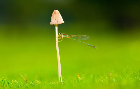 蘑菇、蜻蜓