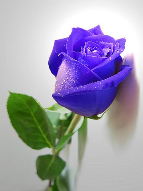 蓝色玫瑰